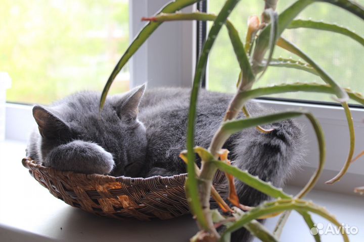 Кошка британка