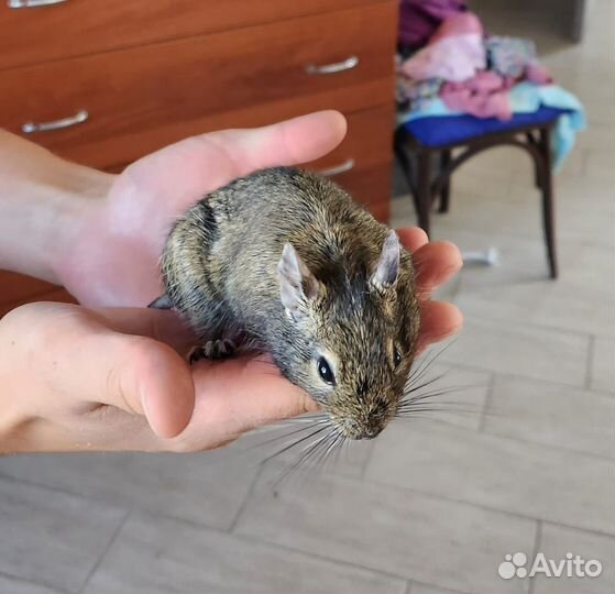 Белки дегу девочки бесплатно