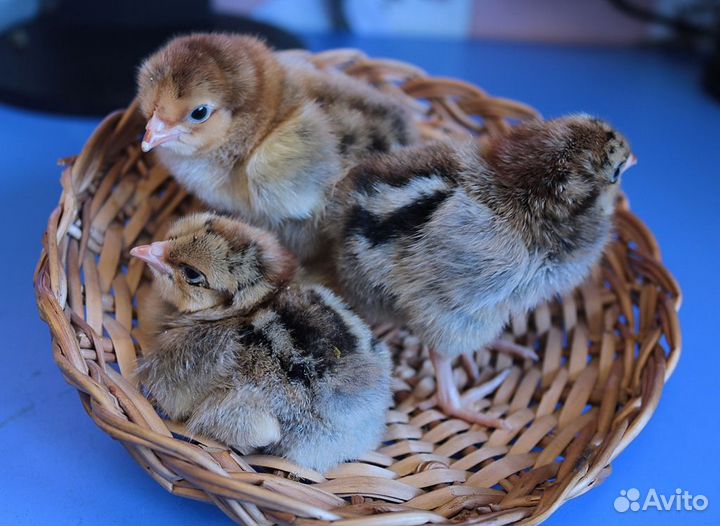 Цыплята Кучинской Юбилейной