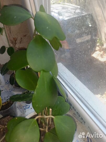 Хойя керри (hoya kerry)