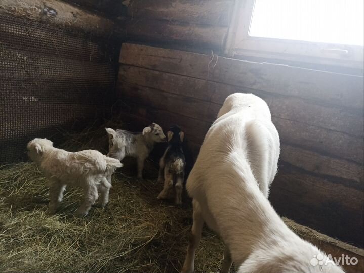 Коза с козлятами