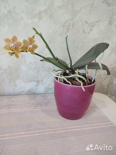 Орхидея фаленопсис