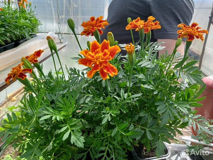 Рассада однолетников