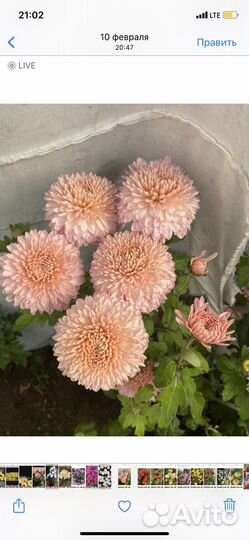 Хризантема