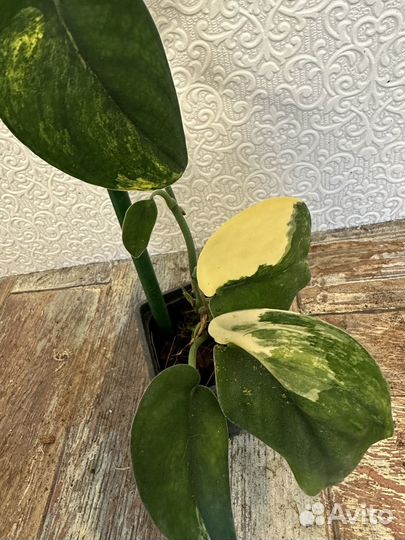 Сциндапсус жаде сатин вариегатный