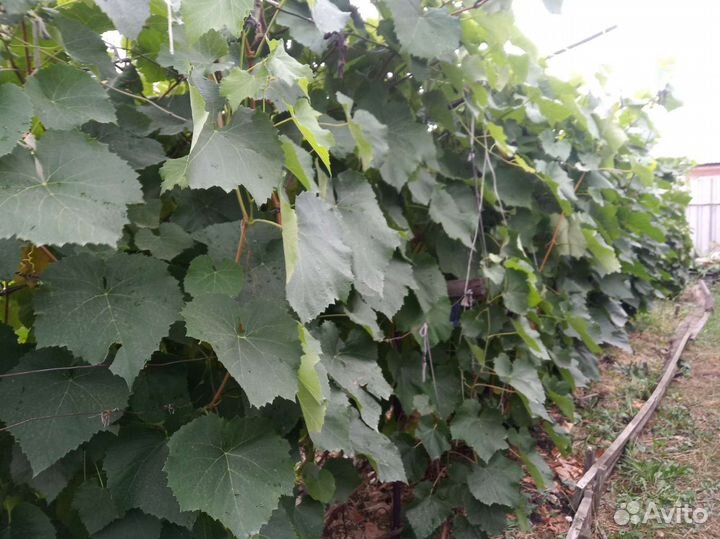 Саженцы винограда 