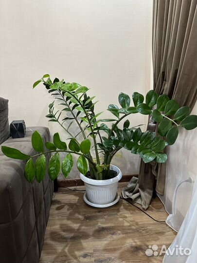 Замиокулькас