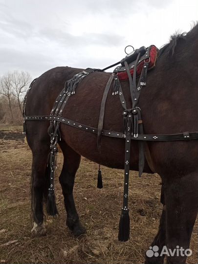 Сбруя для лошади, седелка