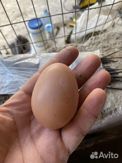Яйцо куриное оптом