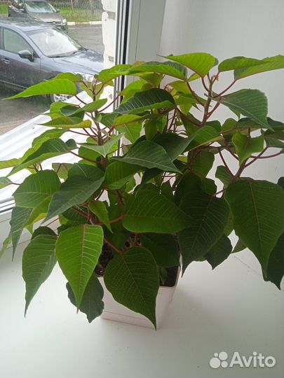 Пуансеттия (рождественская звезда)