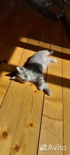 Котенок в добрые руки бесплатно мальчик