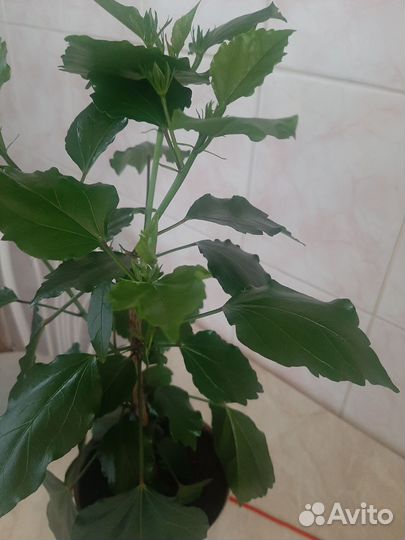 Китайская роза