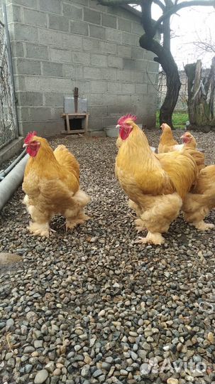 Петушок Кохинхин палевый