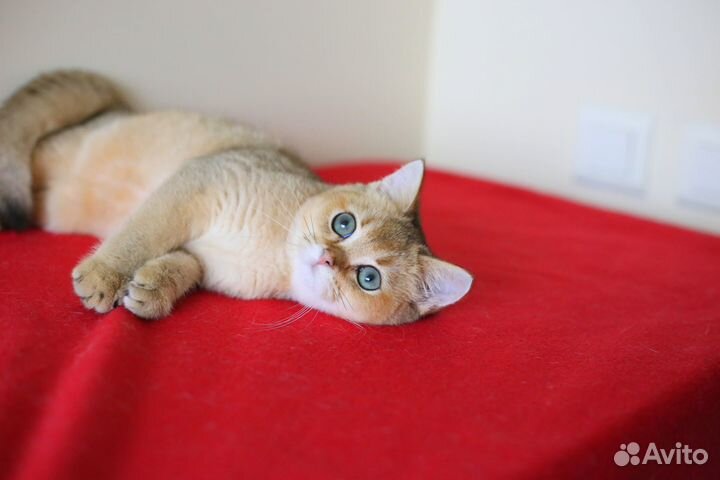 Британская золотая шиншилла bri ny25