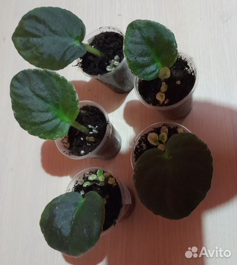 Детки сортовых фиалок