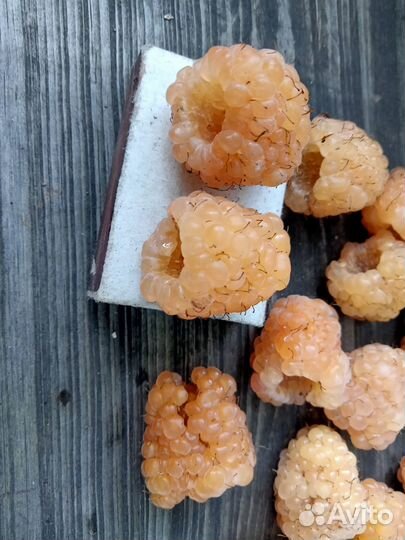 Саженцы малины