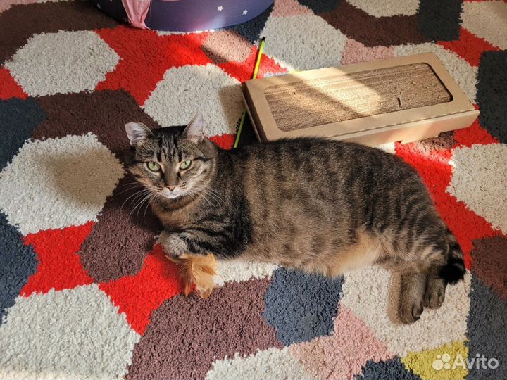 Кошка Маша, 5 лет бесплатно