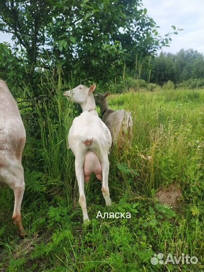 Зааненская, альпийская дойная коза, козочка 8 м