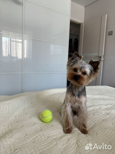 Вязка кобель йоркширского терьера