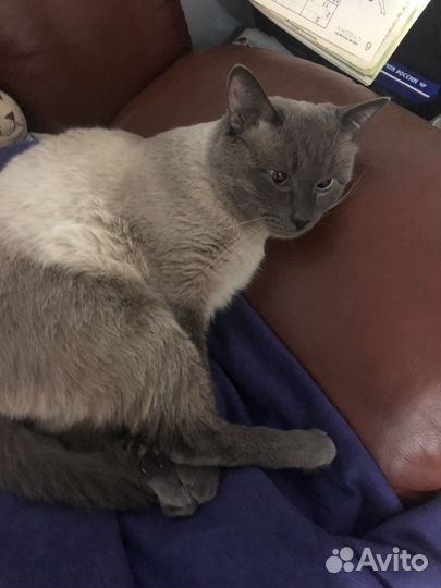 Кот сиамский