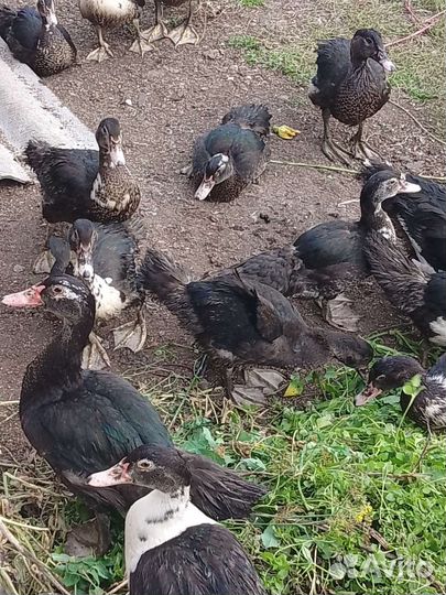 Мускусные утки