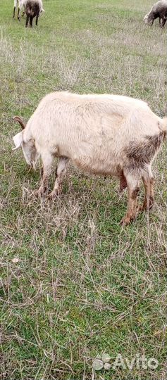 Козы англо нубийские