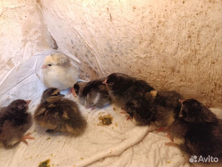 Цыплята, индоутки, гуси