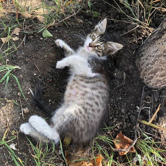 Котята ищут дом
