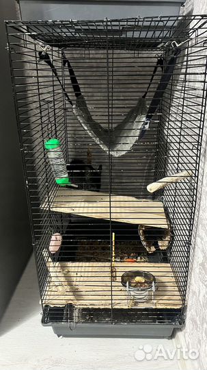 Шиншилла с клеткой
