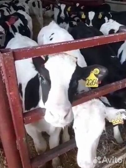 Телята бычки