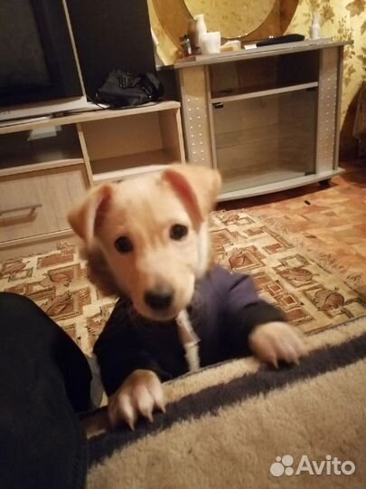 Пинчер смесь