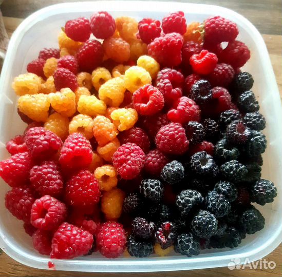 Саженцы летней и ремонтантной малины