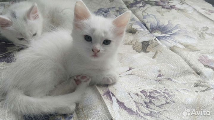 Турецкая ангора