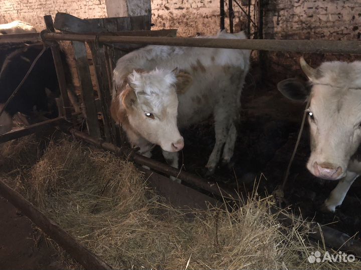 Быки и телки