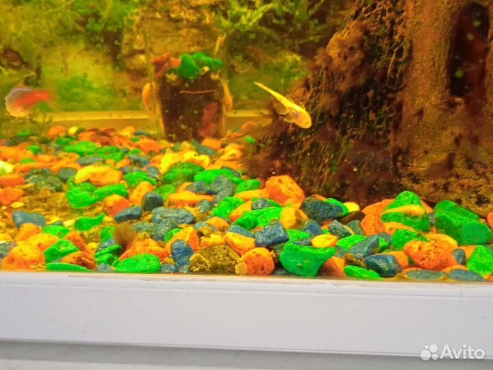 Малёк сомиков анцитрусовых