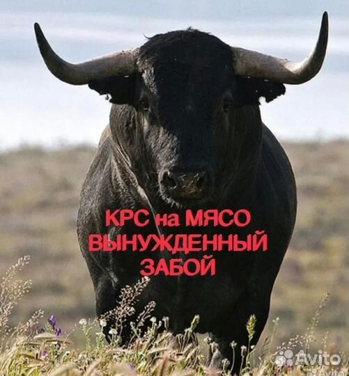 Кс на Забой Корова Лошадь