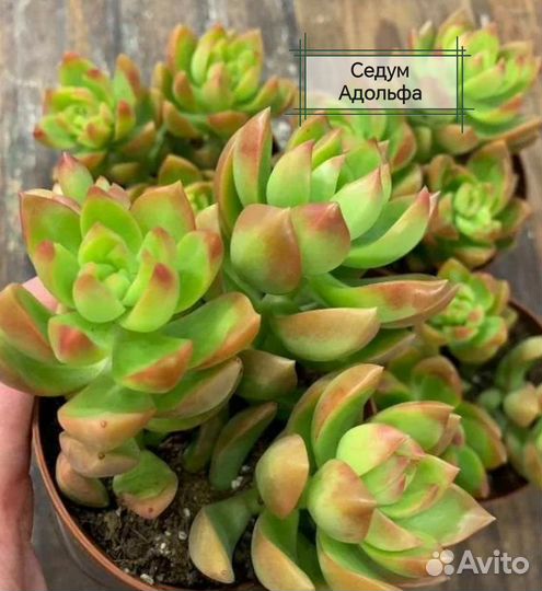 Суккуленты: Седум, Пахиверия, Эхеверия, Красула