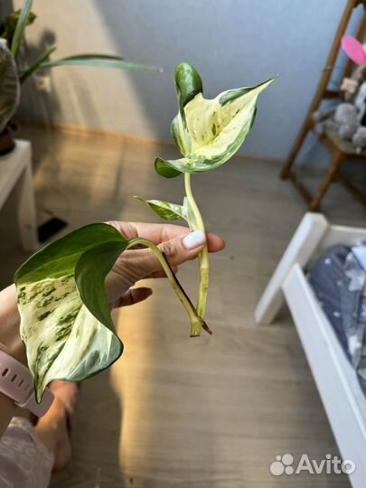 Сингониумы и филодендроны