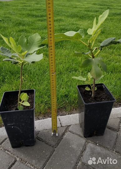 Саженцы инжира