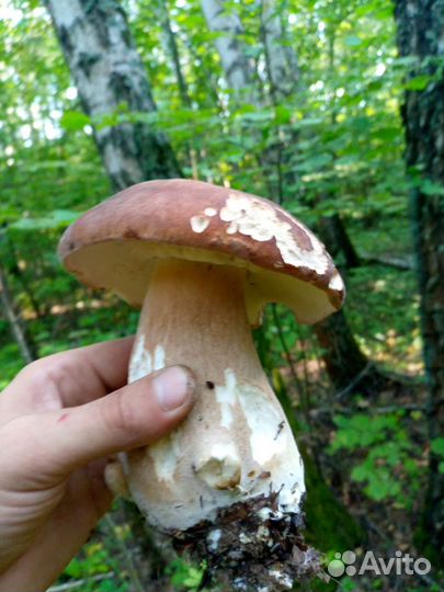Грибы (лисичка, белые)