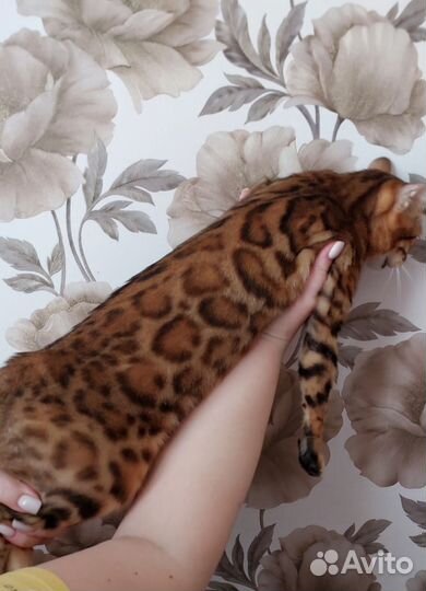 Бенгальская кошка в добрые руки