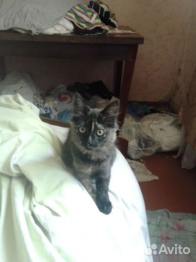 Кошка ищет дом