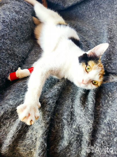 Трехцветная кошечка в добрые руки