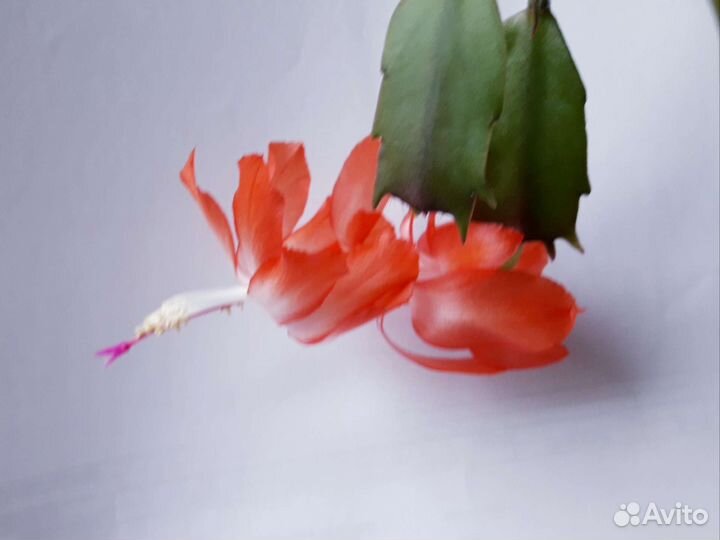 Декабрист шлюмбергера