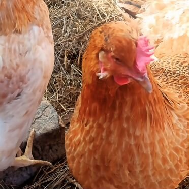 Инкубационное яйцо кур Русская хохлатка