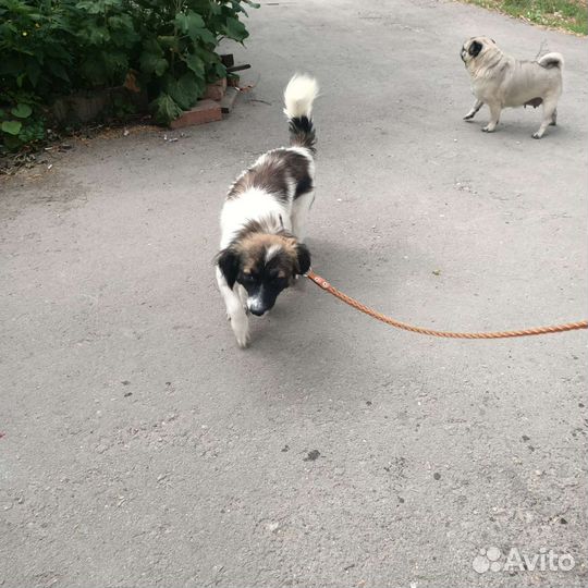 Собака в добрые руки