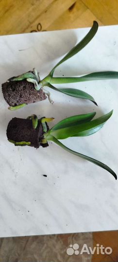 Орхидея фаленопсис детка 1.7