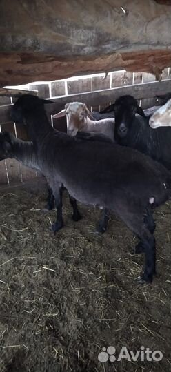 Овцы бараны ягнята