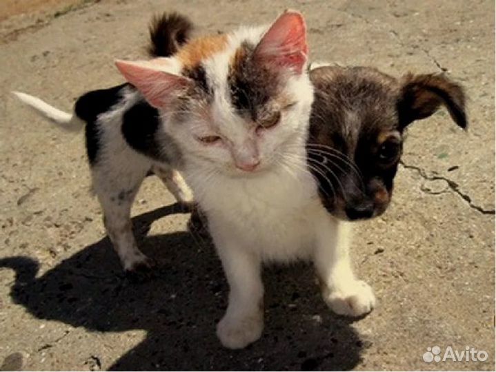 Бездомные котята