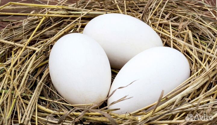 Продаю гусаков линда